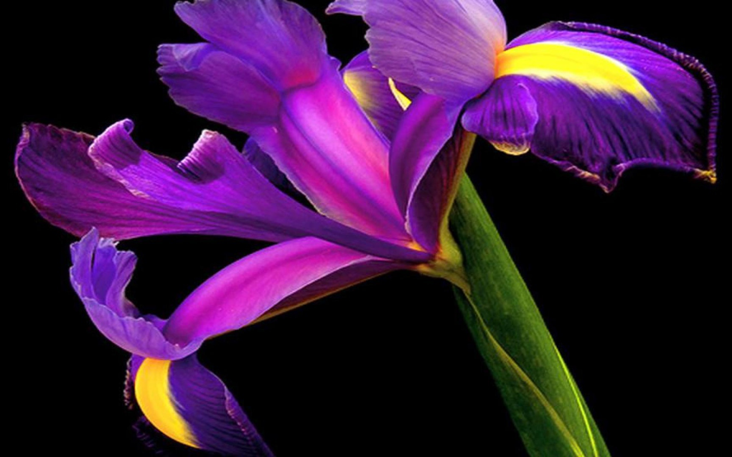 Ирис на черном фоне
