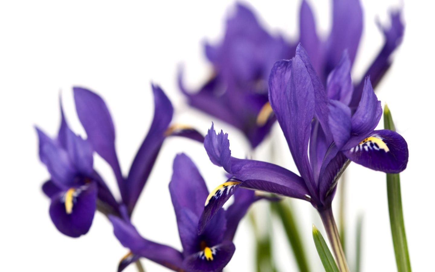 Ирисы на белом фоне