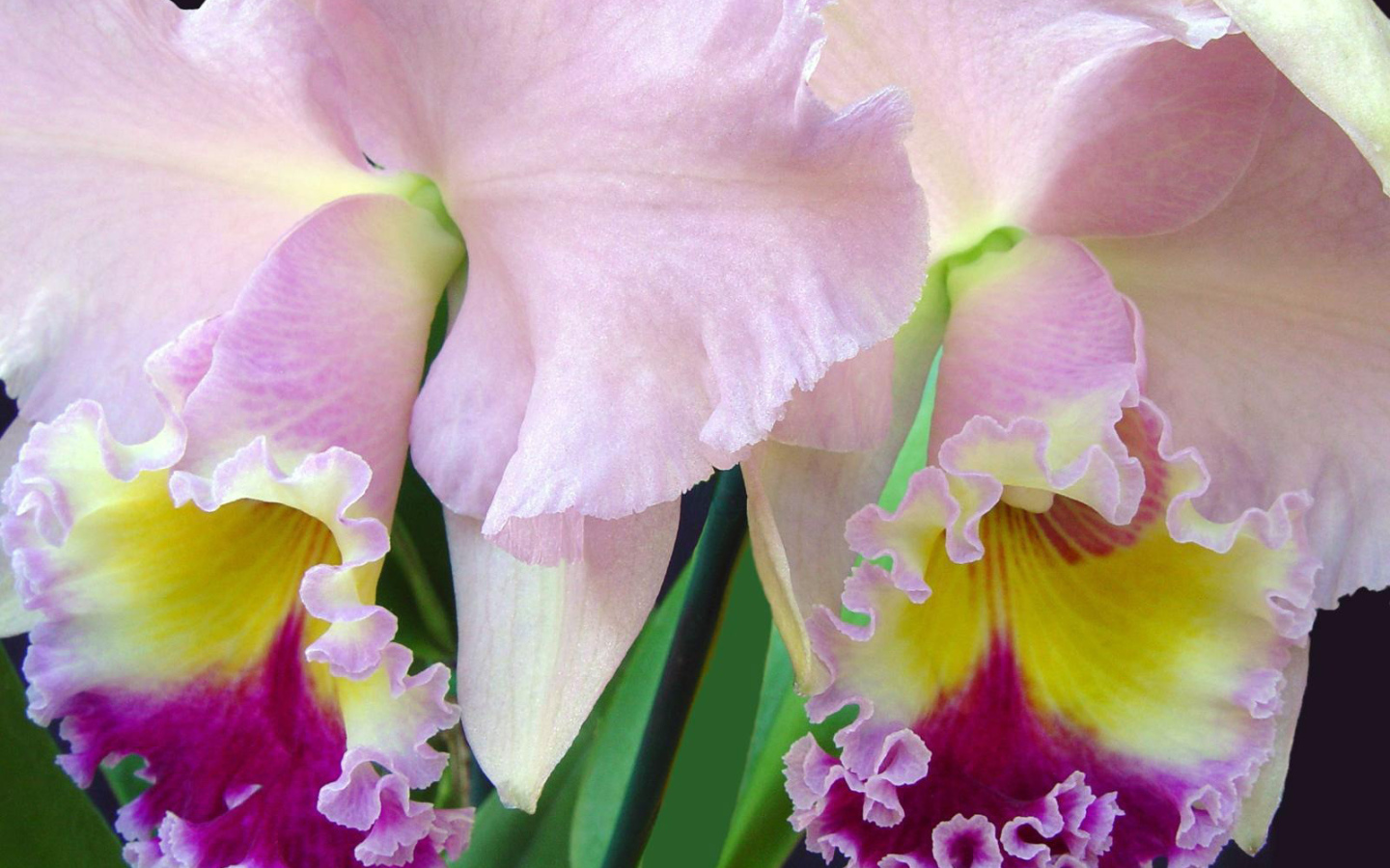 Нежно розовый ирис