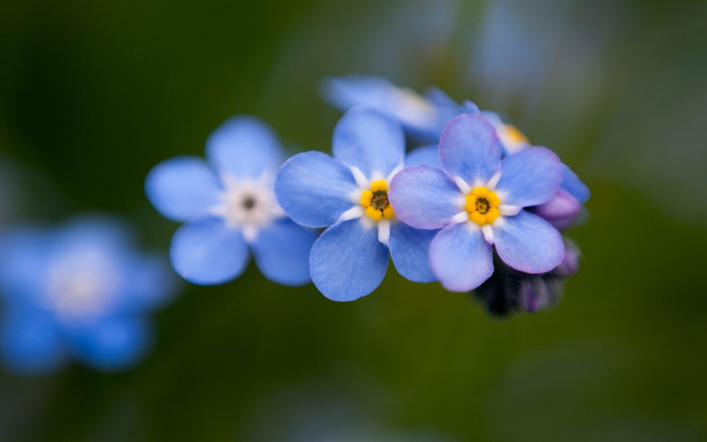 Цветы незабудки расцвели в лесу