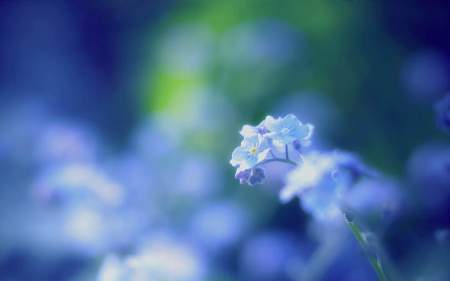 Цветы незабудки на поляне