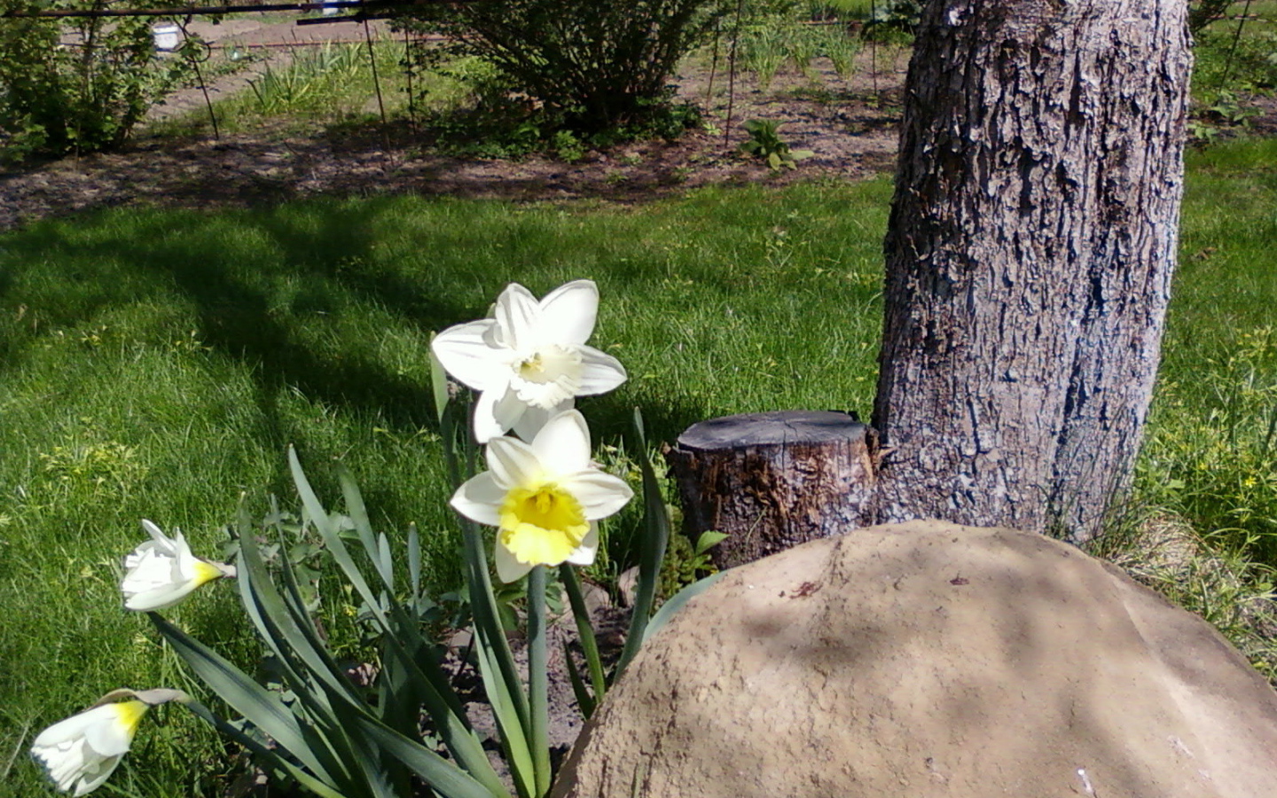 Красивое растение нектароскордум в саду