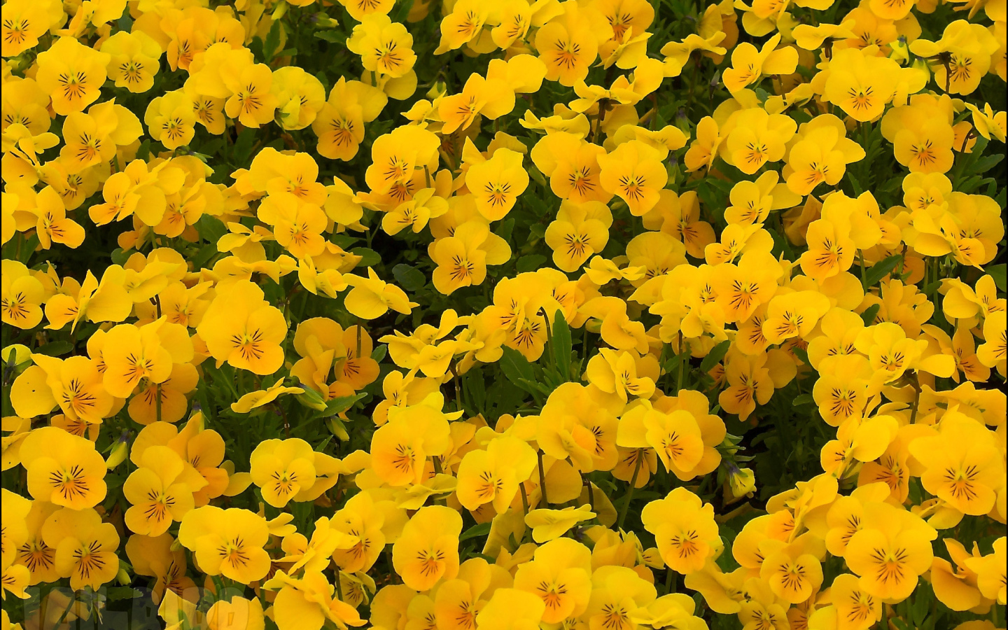 На большой поляне цветы анютины глазки