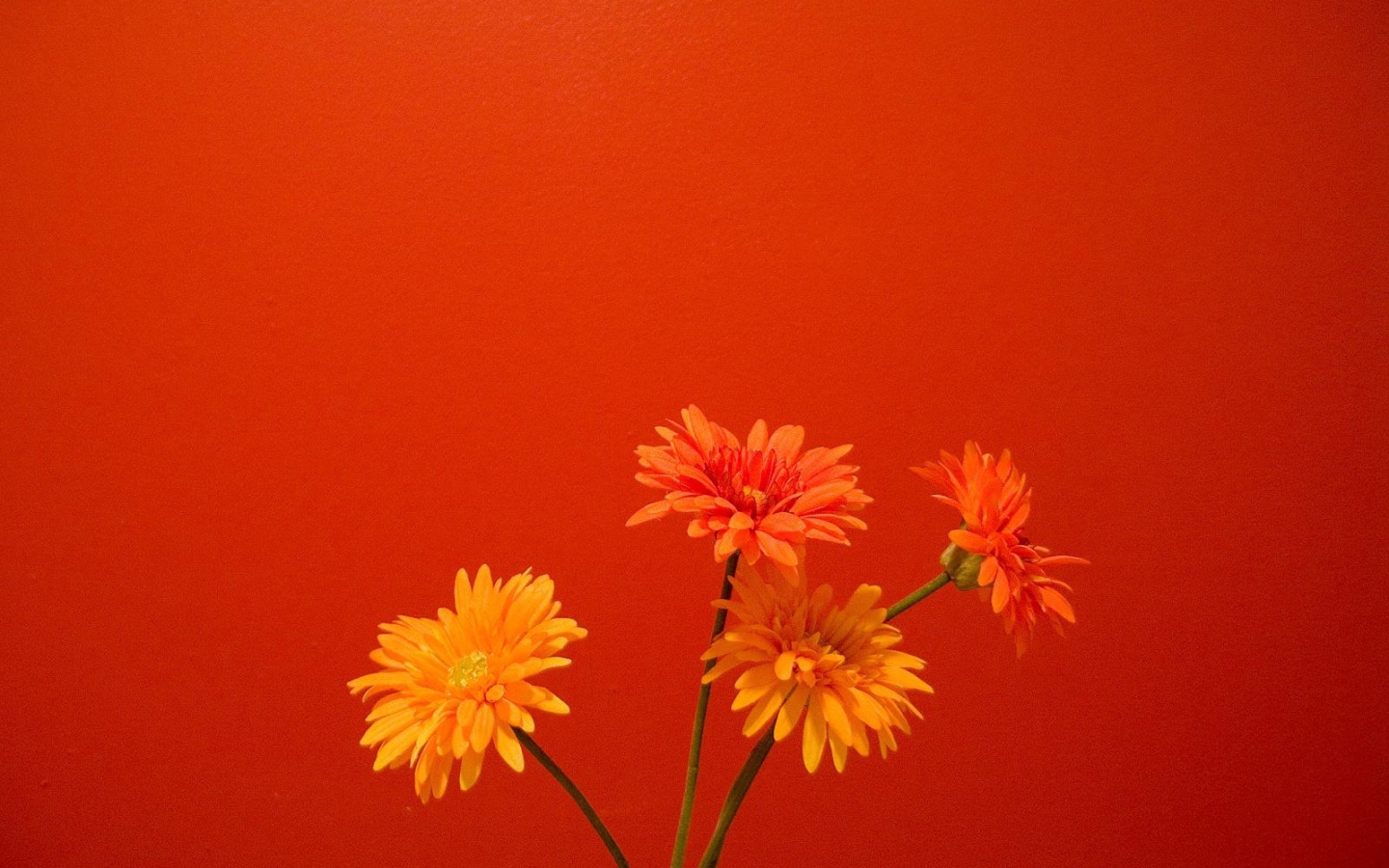 Оранжевые цветы на красном фоне