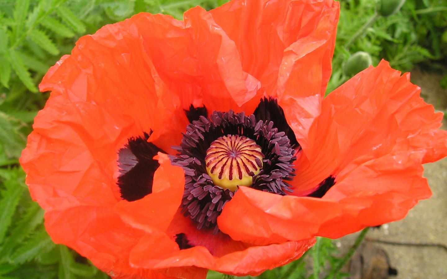 Восточный мак распустился в саду