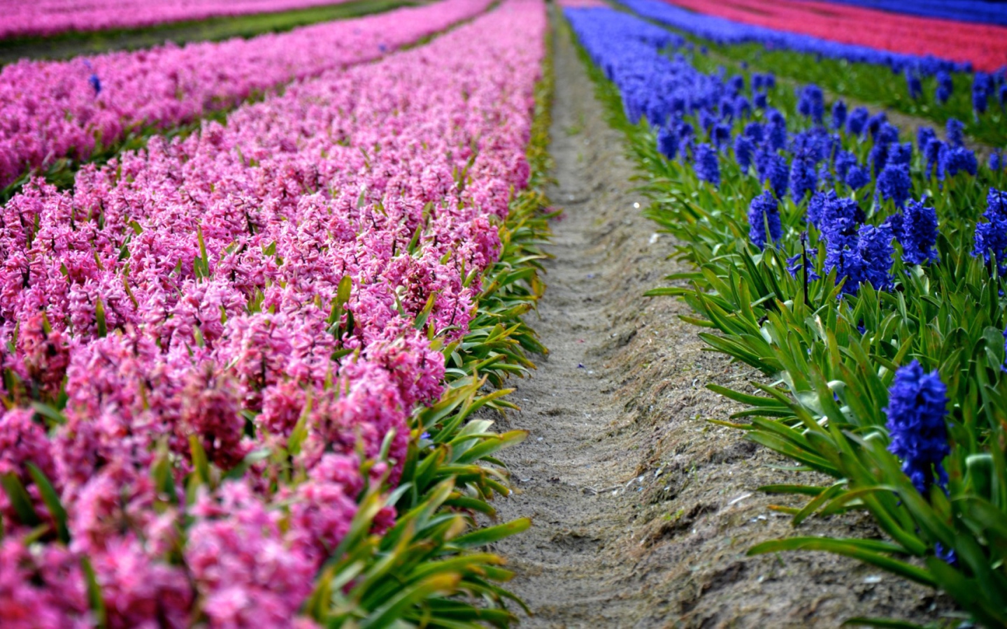 Поля декоративных цветов