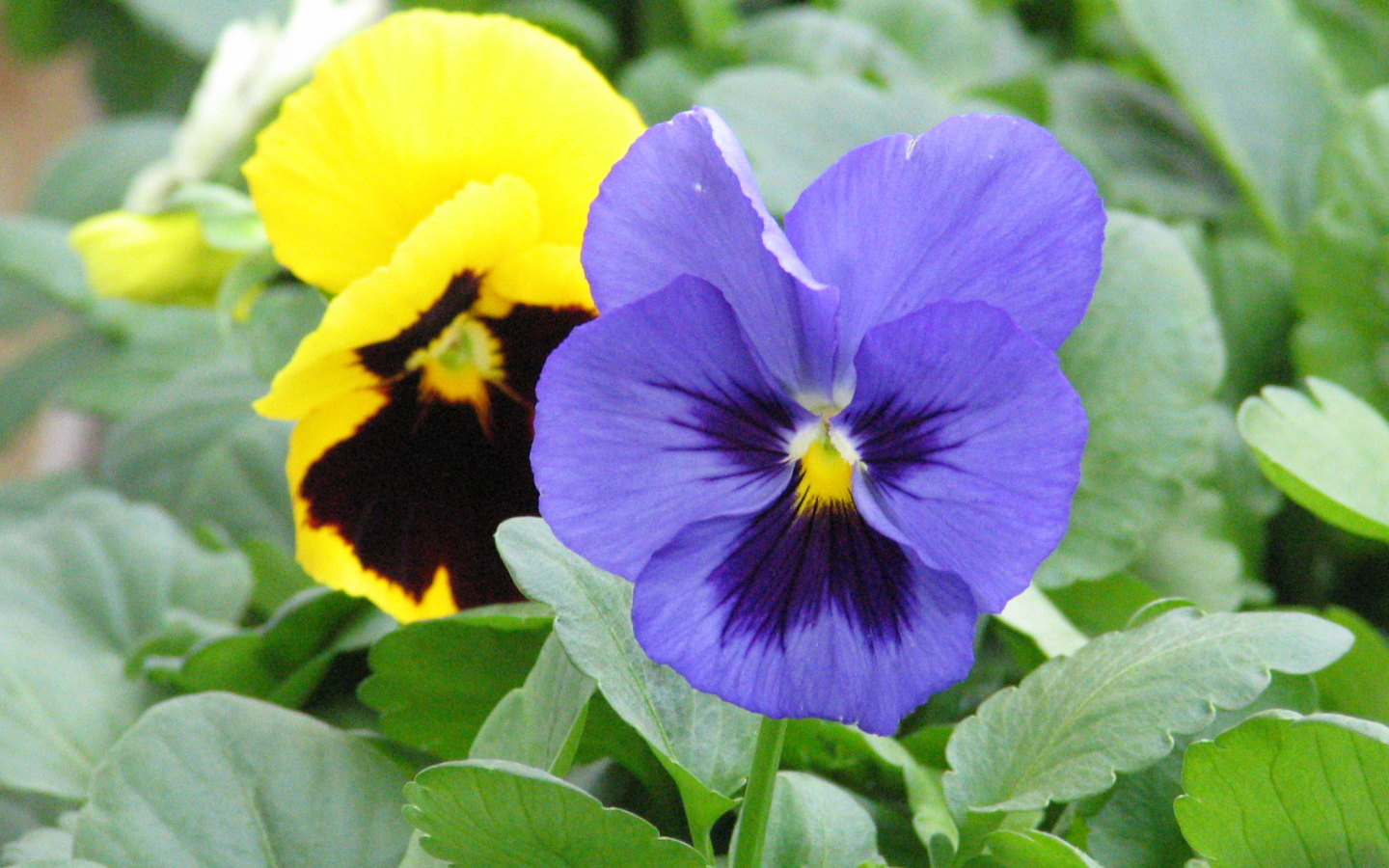 Анютины глазки расцвели в саду