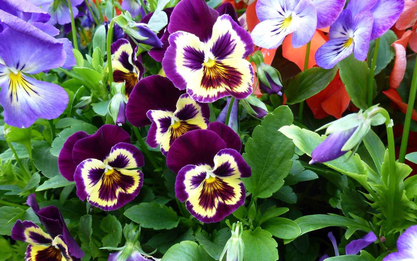 Цветы анютины глазки расцвели в лесу