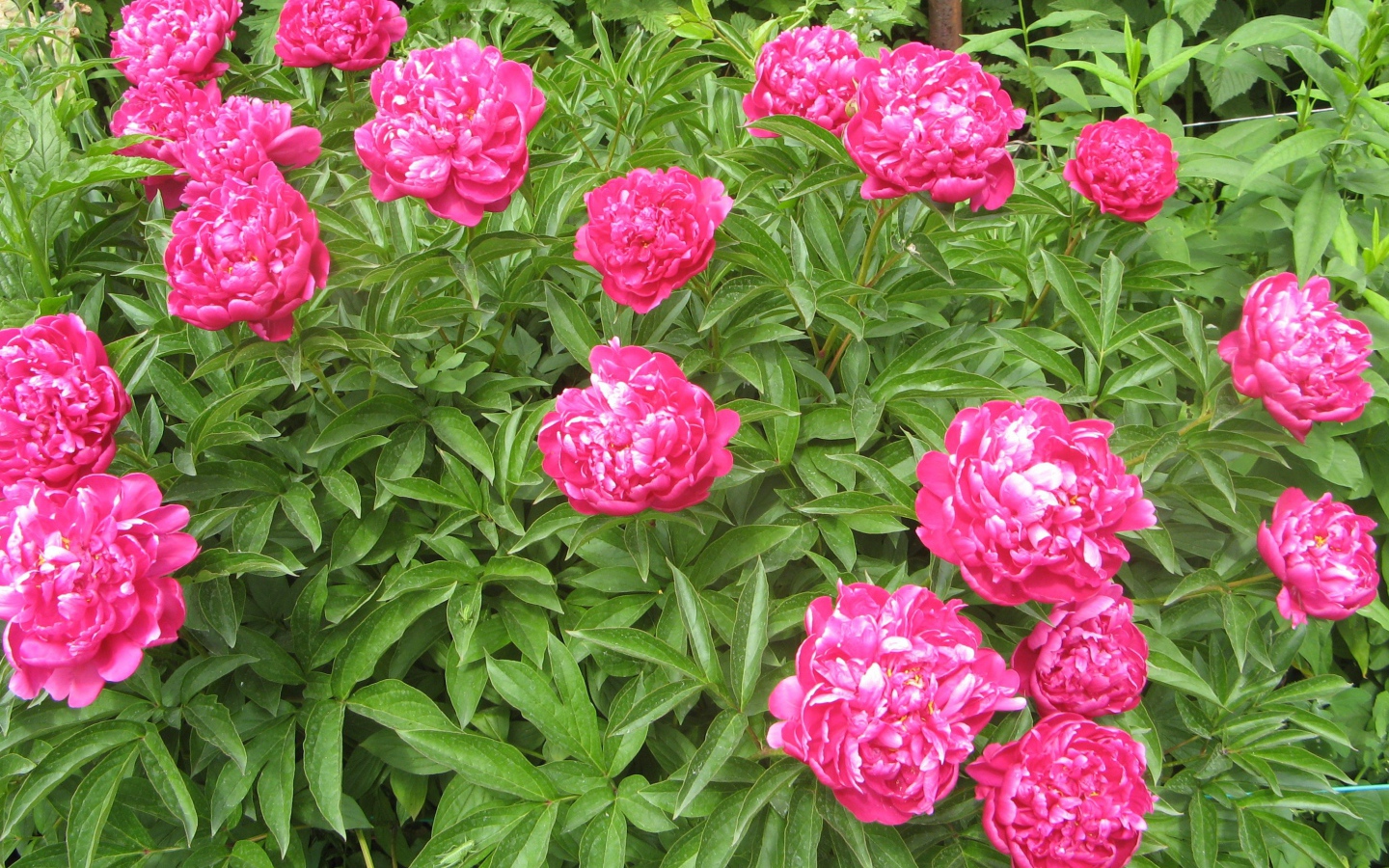 Цветы пионы в моем саду