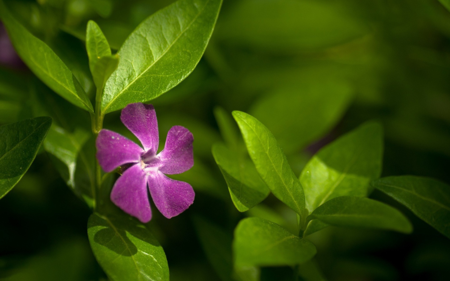 Выращивание цветов барвинок в саду