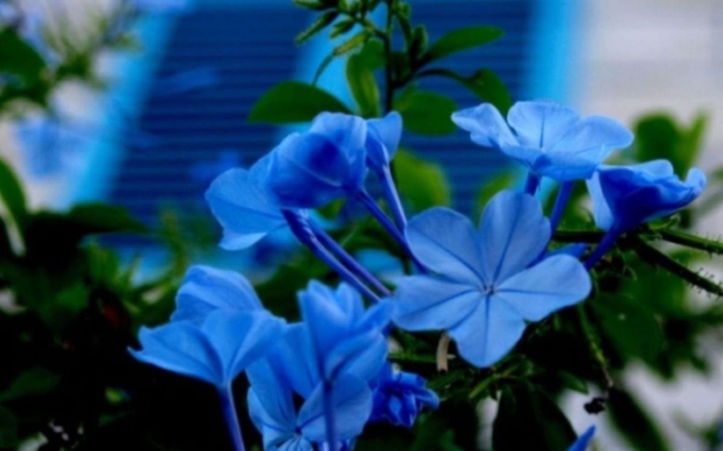 Цветы флокс весной на поляне