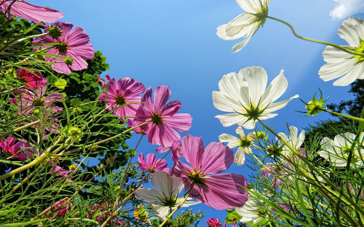 Розовые и белые ромашки