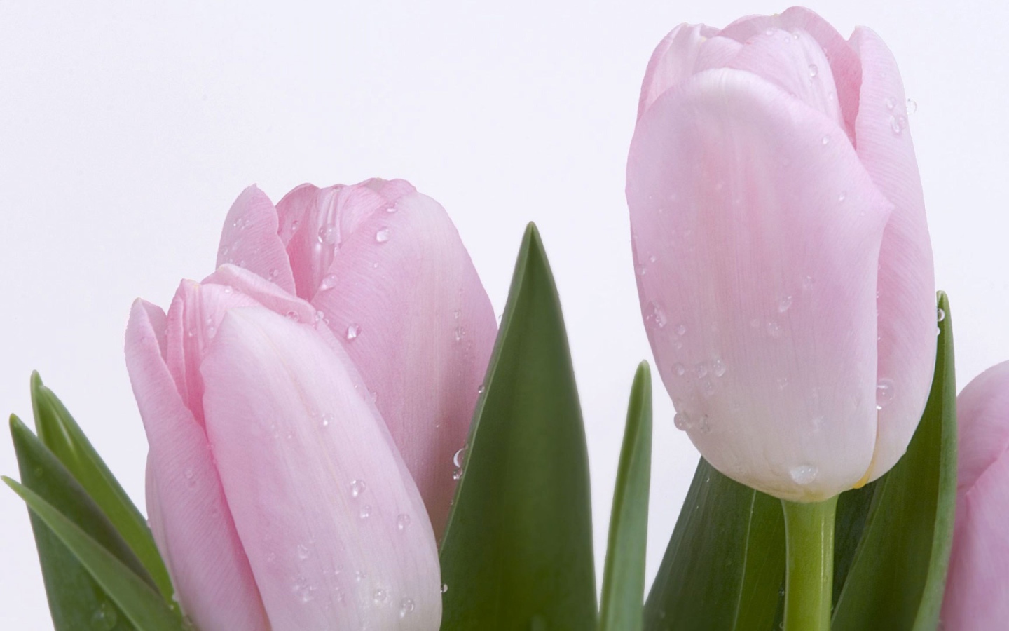 Розовый тюльпан