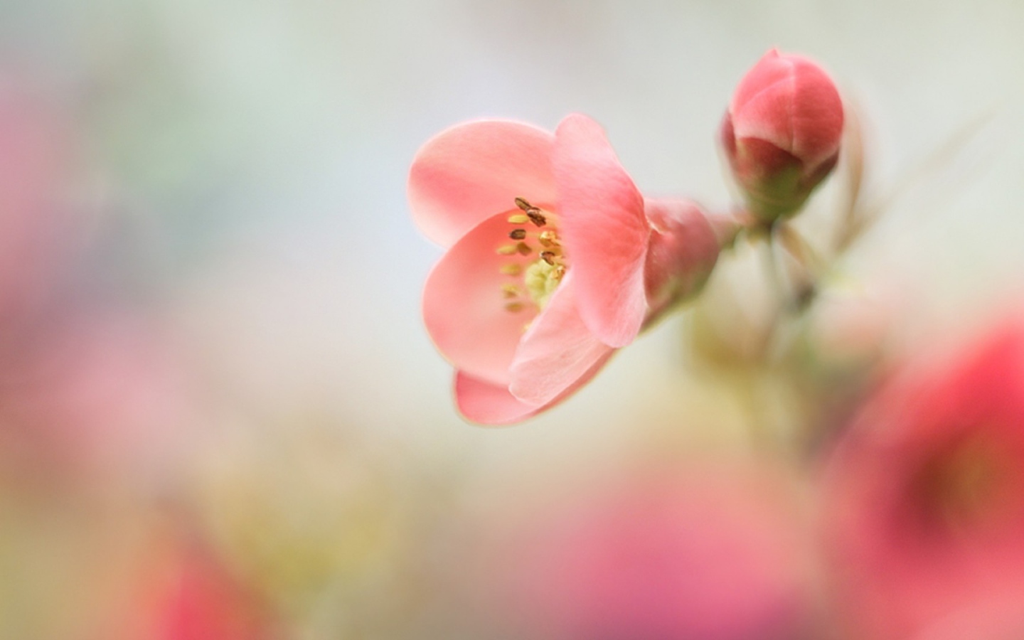 Розовый цветок