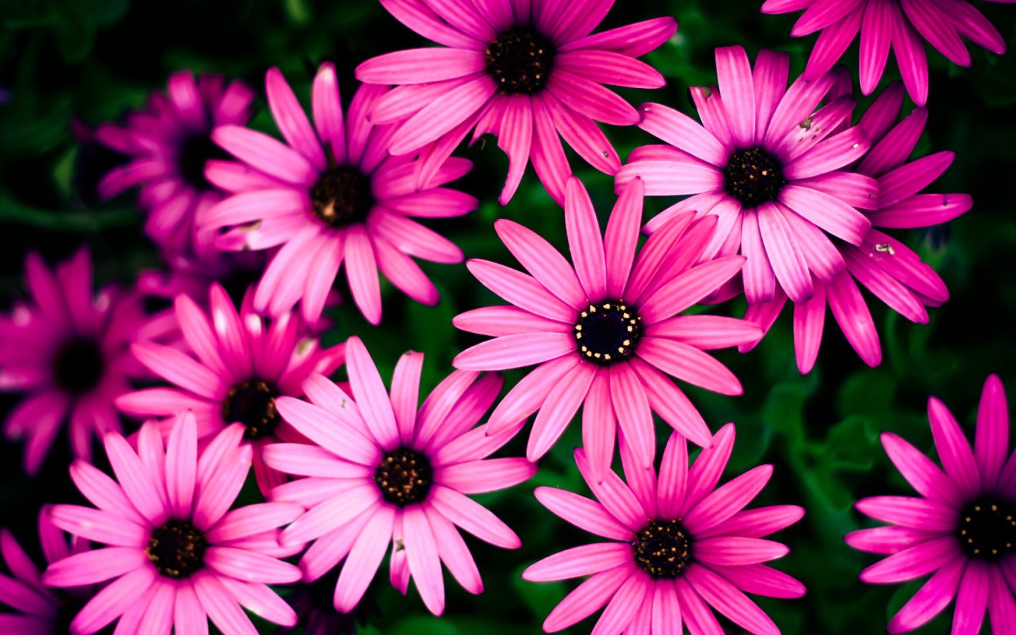 Розовые цветы на фоне зелени