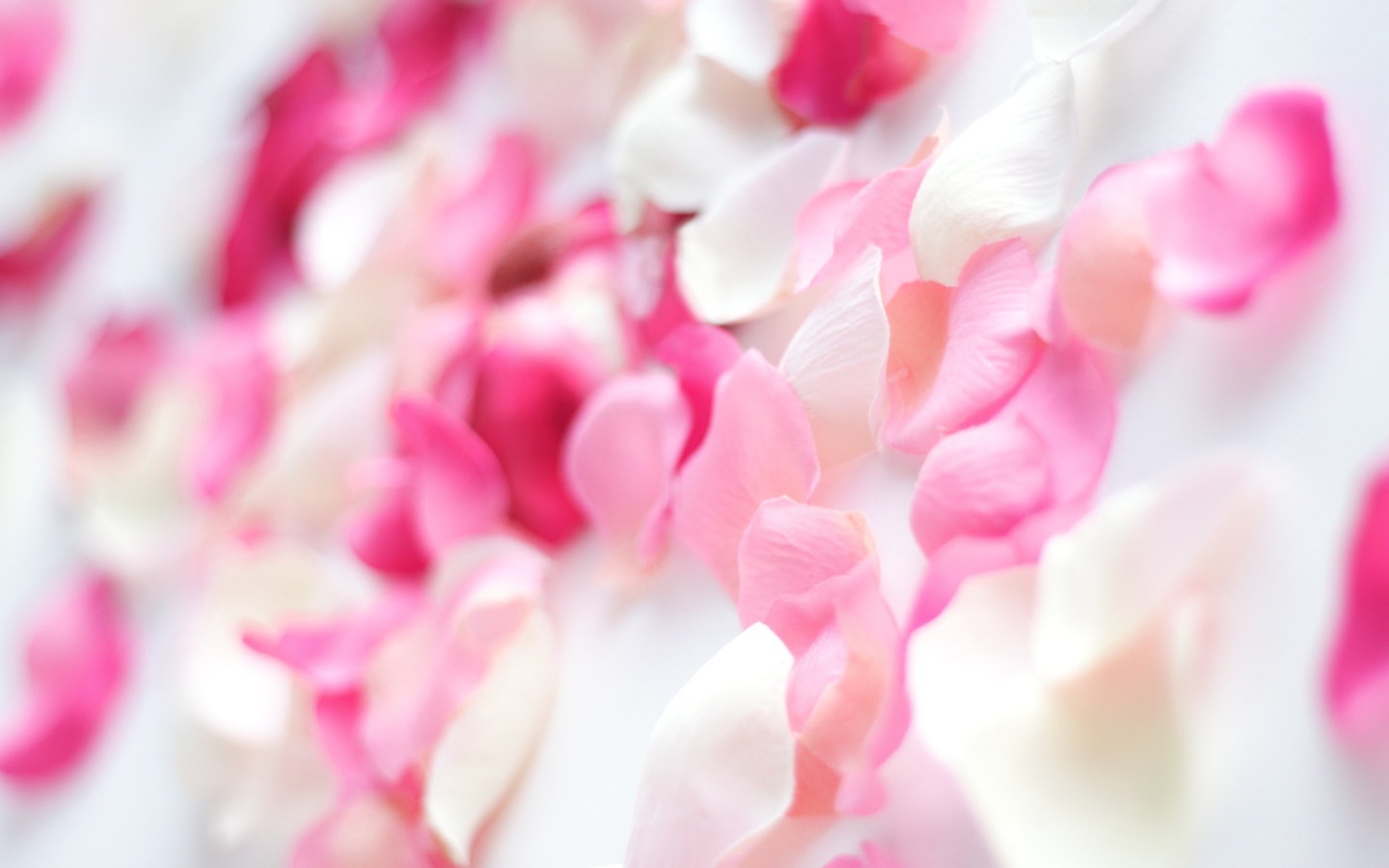 Розовые орхидеи