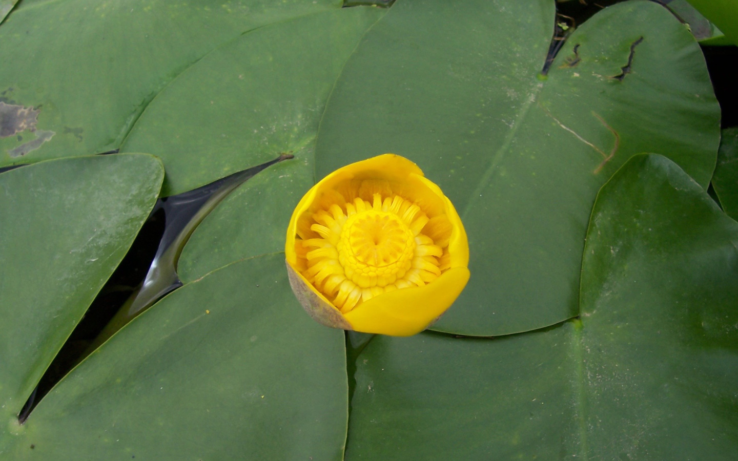 Кубышка красивый цветок