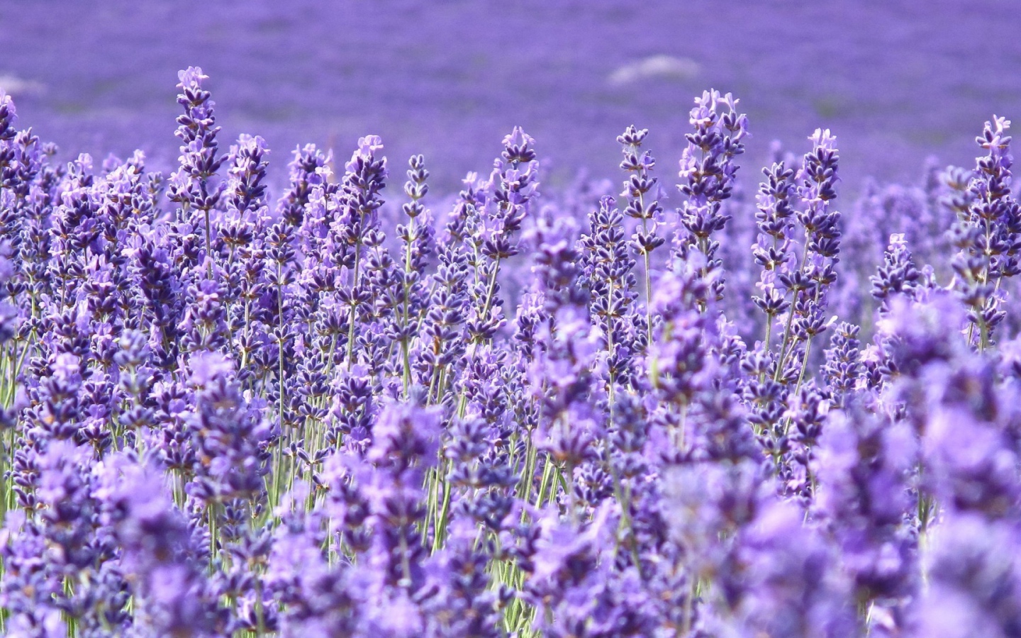 Cтепная трава