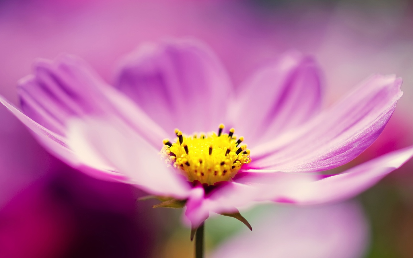 Сиреневые космические цветы