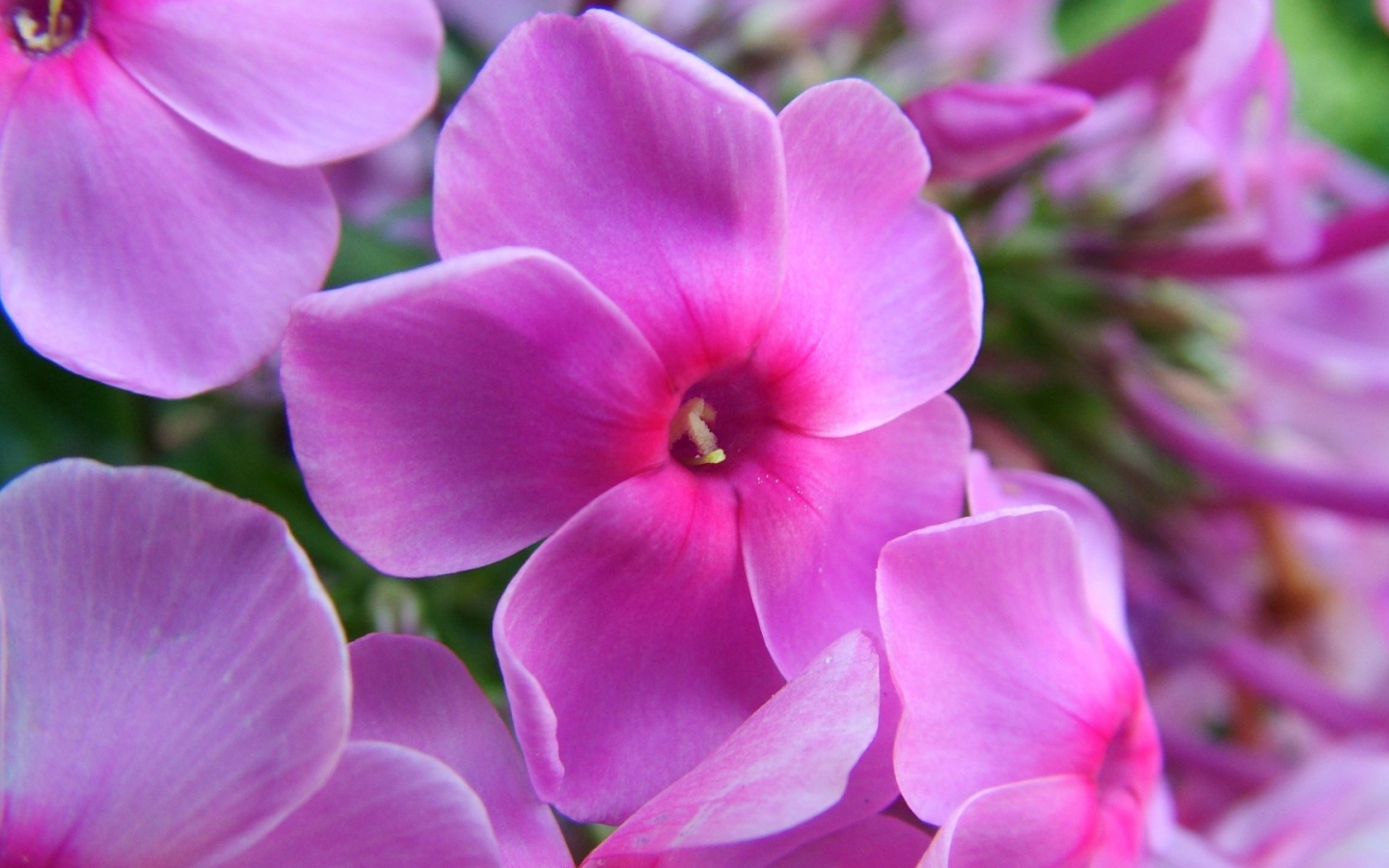 Фиолетовые цветы