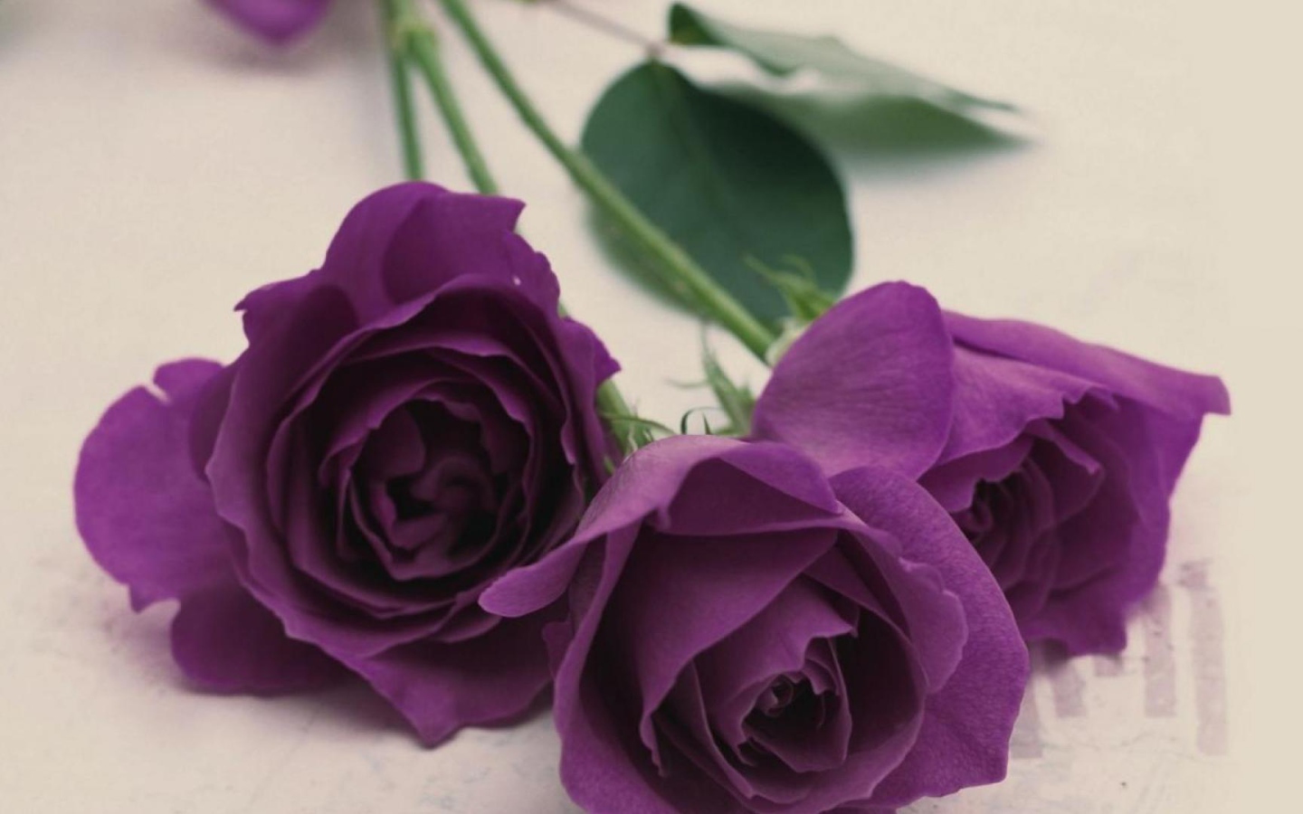 Фиолетовые розы на светлом столе
