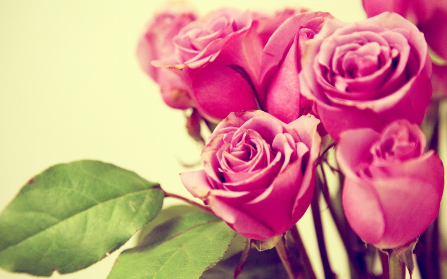 Фиолетовые розы на жёлтом фоне