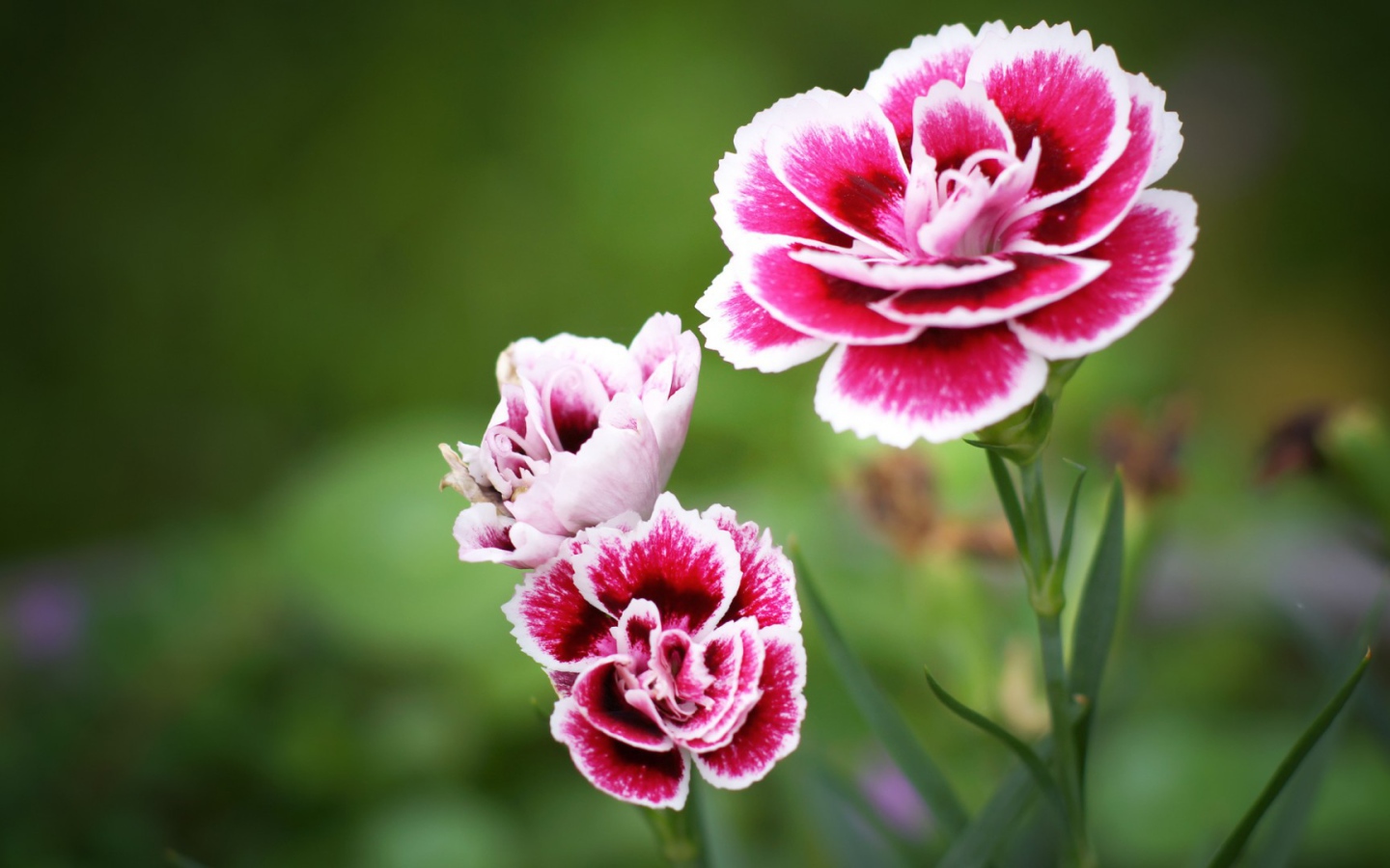 Красно белые цветы