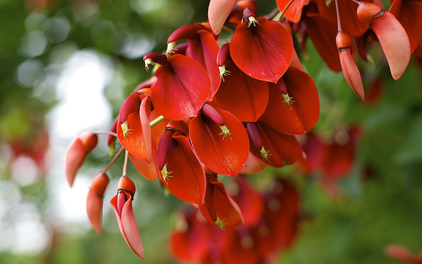 Красные цветы на ветке 