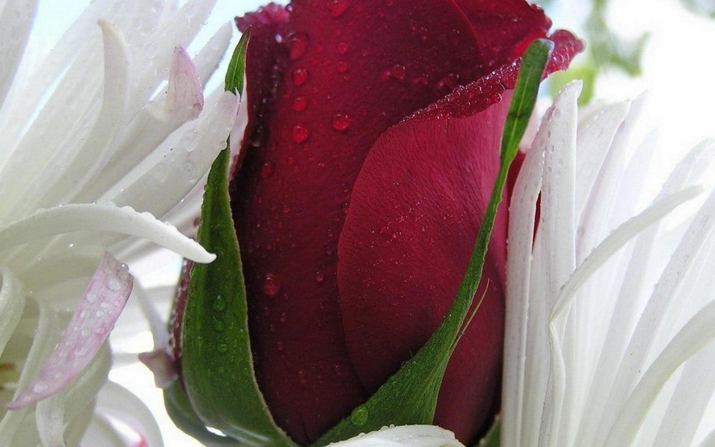 Красная роза в белых листьях