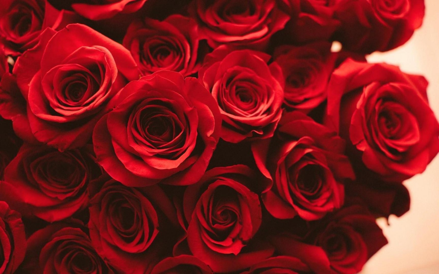 Красные розы на розовом фоне