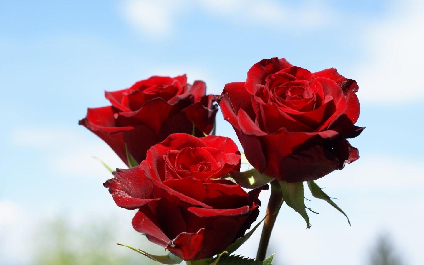Красные розы на фоне неба