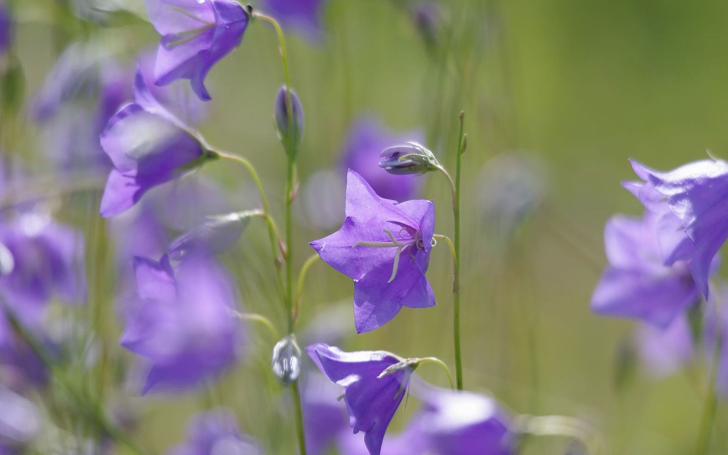 Отражение цветов колокольчиков