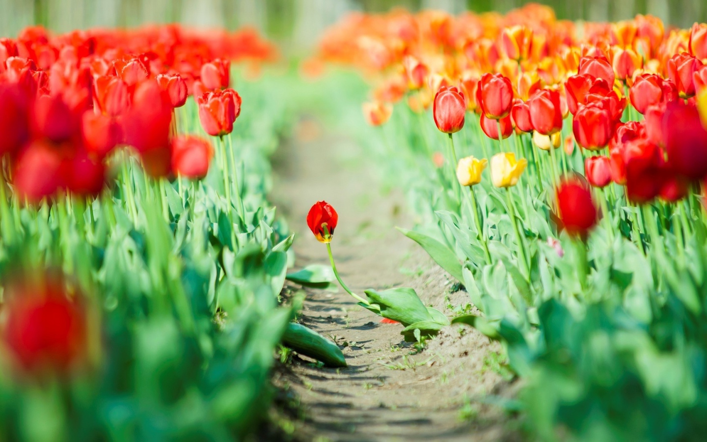 Дорога среди мака