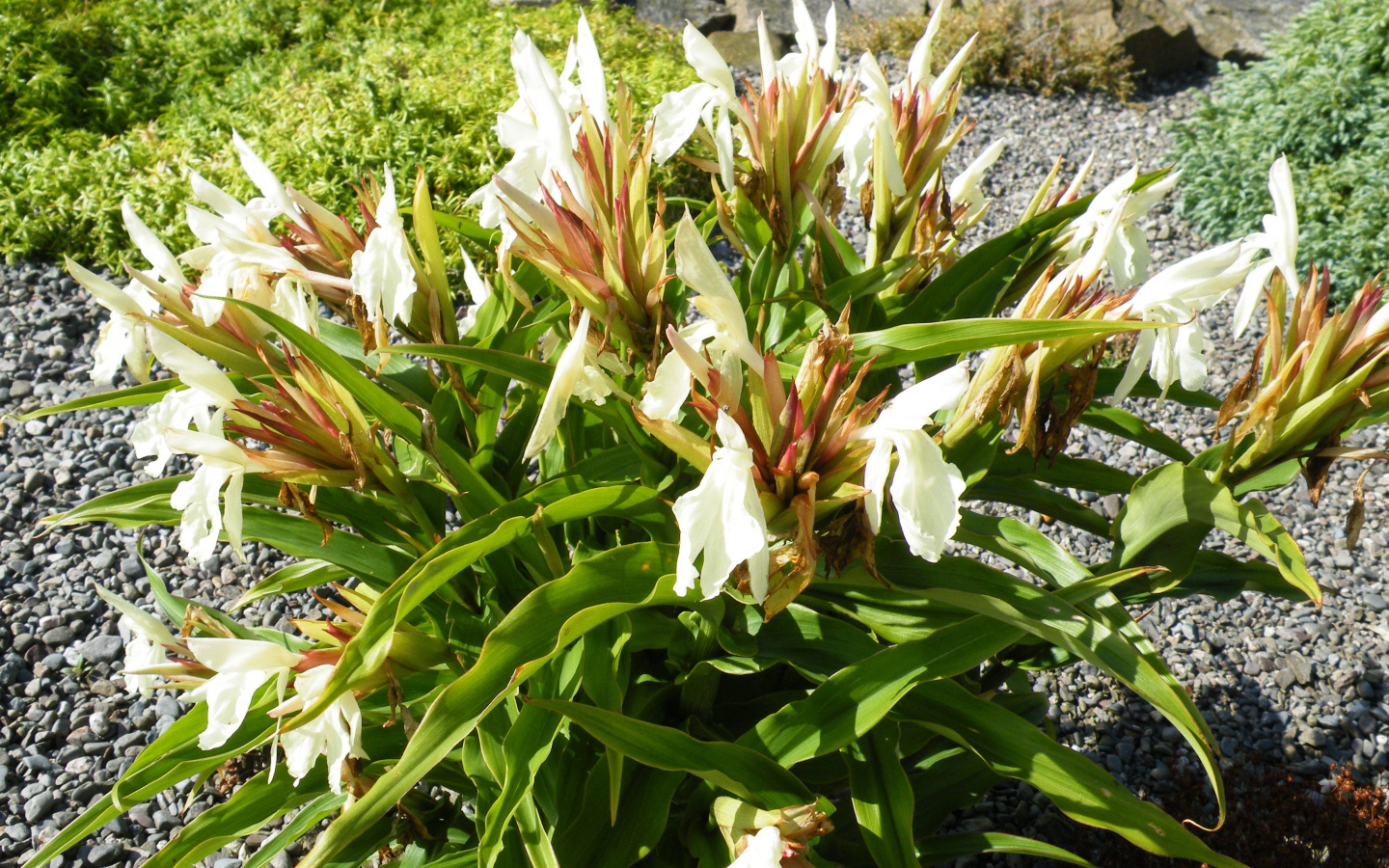 Красивое растение роскоя на дачном участке