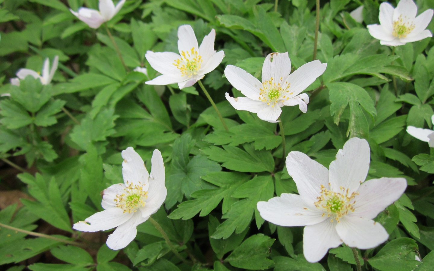 Красивое растение резуха на поляне