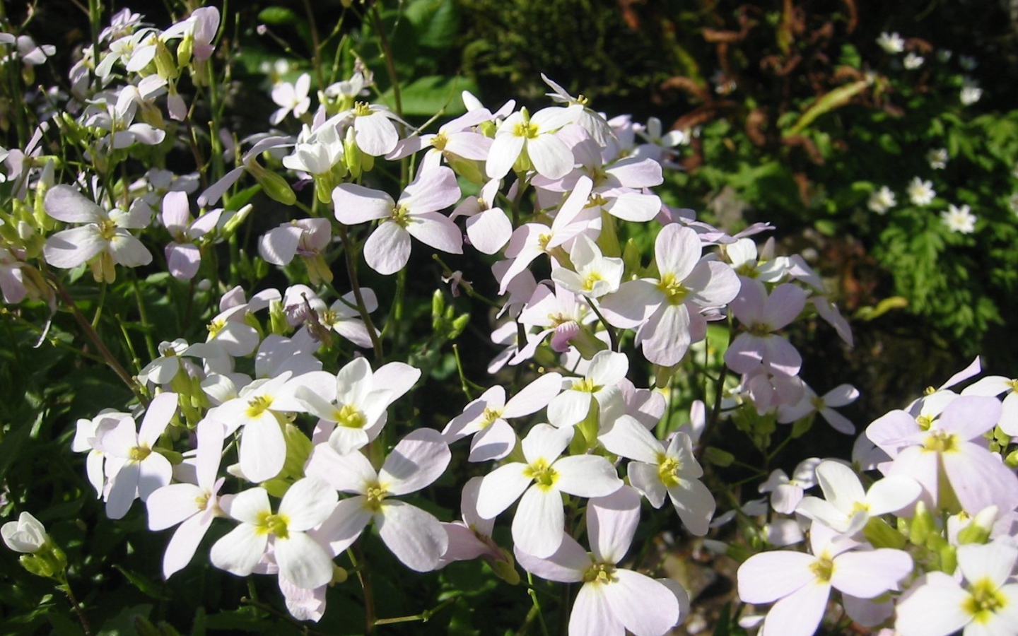 Красивое растение резуха на солнце