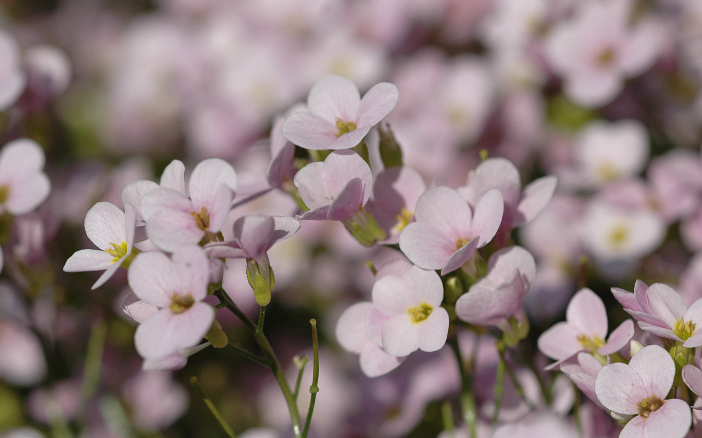 Цветы резуха на поляне