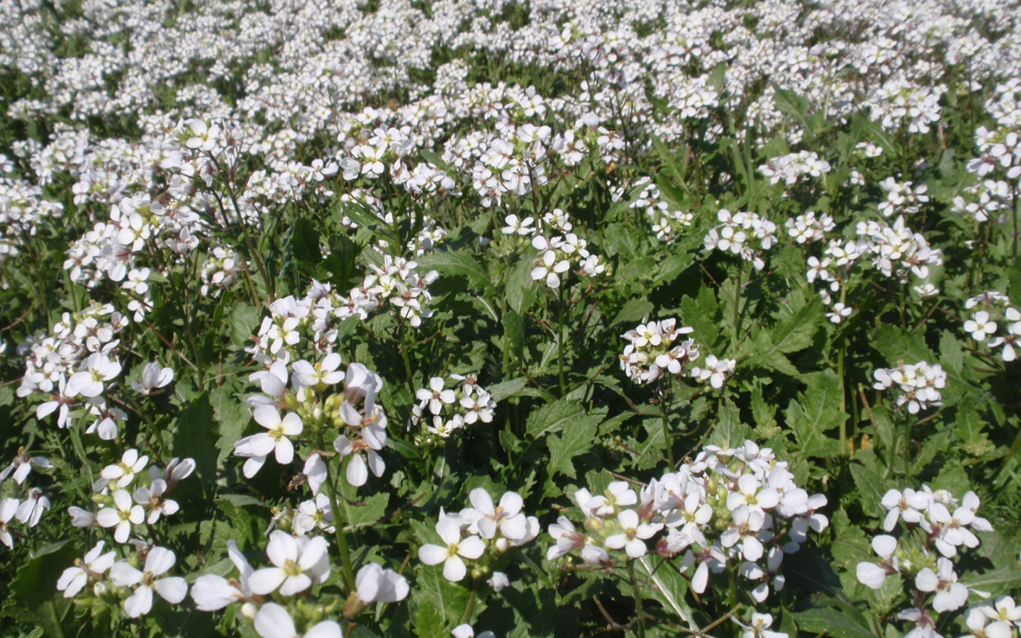 Резуха на поляне