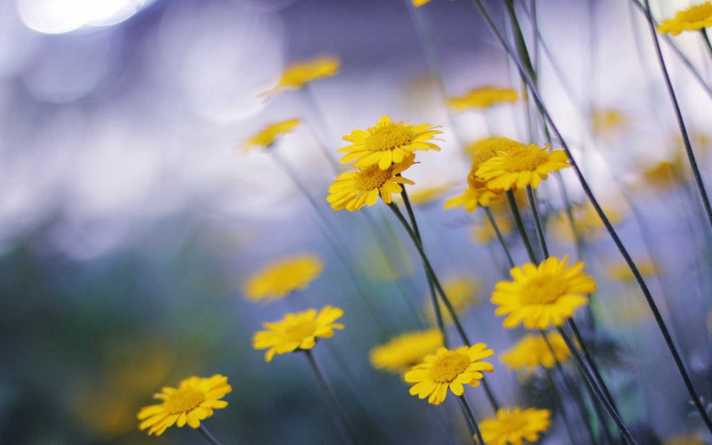 Mаленькие головки цветов