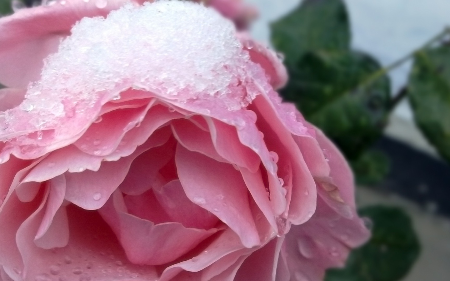 Снег на розе