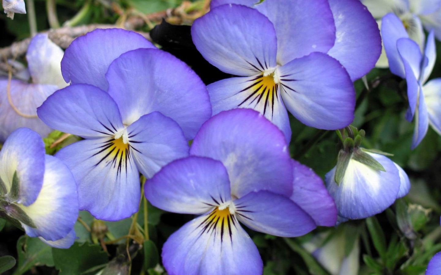 Весенние анютины глазки в саду