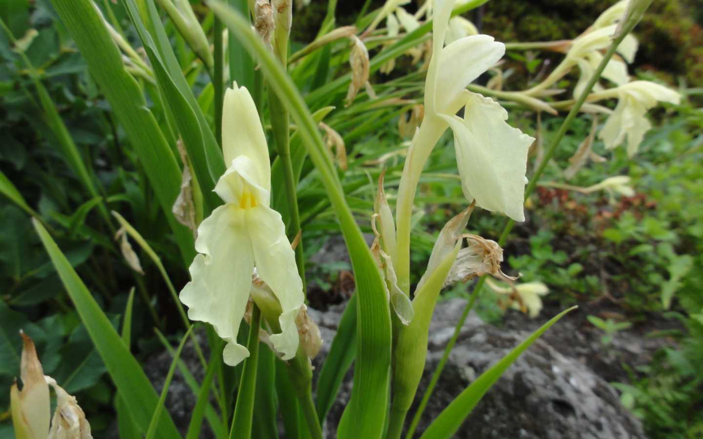В саду красивый цветок роскоя