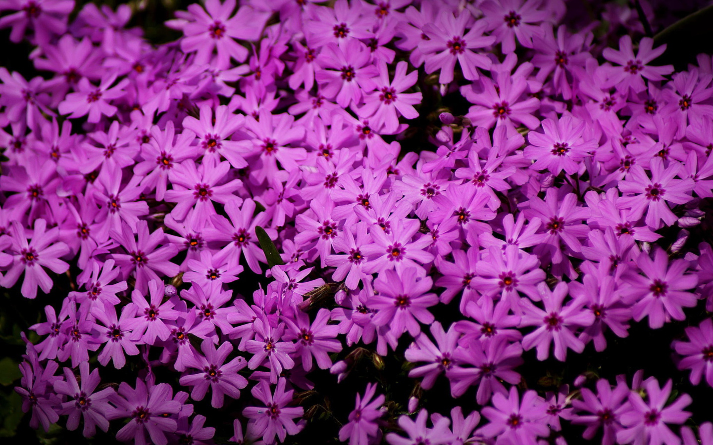 В парке красивые цветы флокс