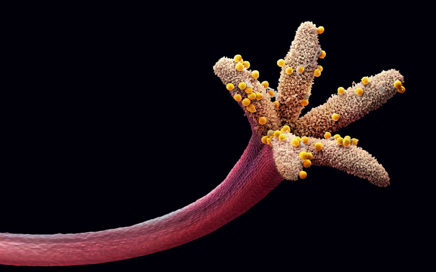 Пестик цветка с пыльцой