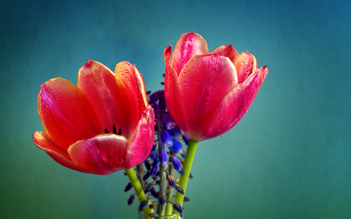 Два красных тюльпана