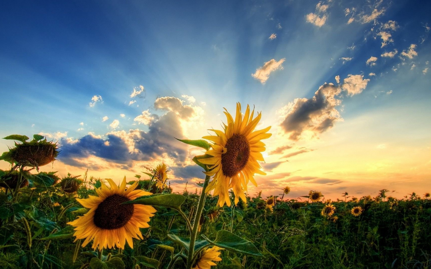 Два подсолнуха на зеленом поле