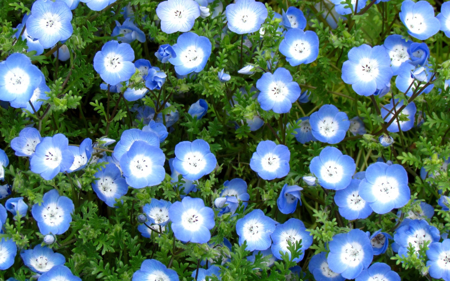 Выращивание цветов вероника в саду