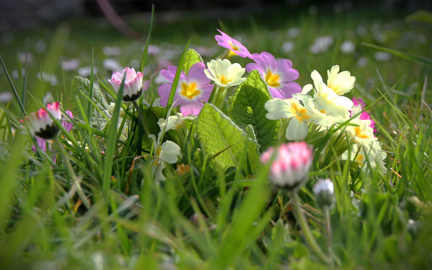 Белые и розовые весенние цветы