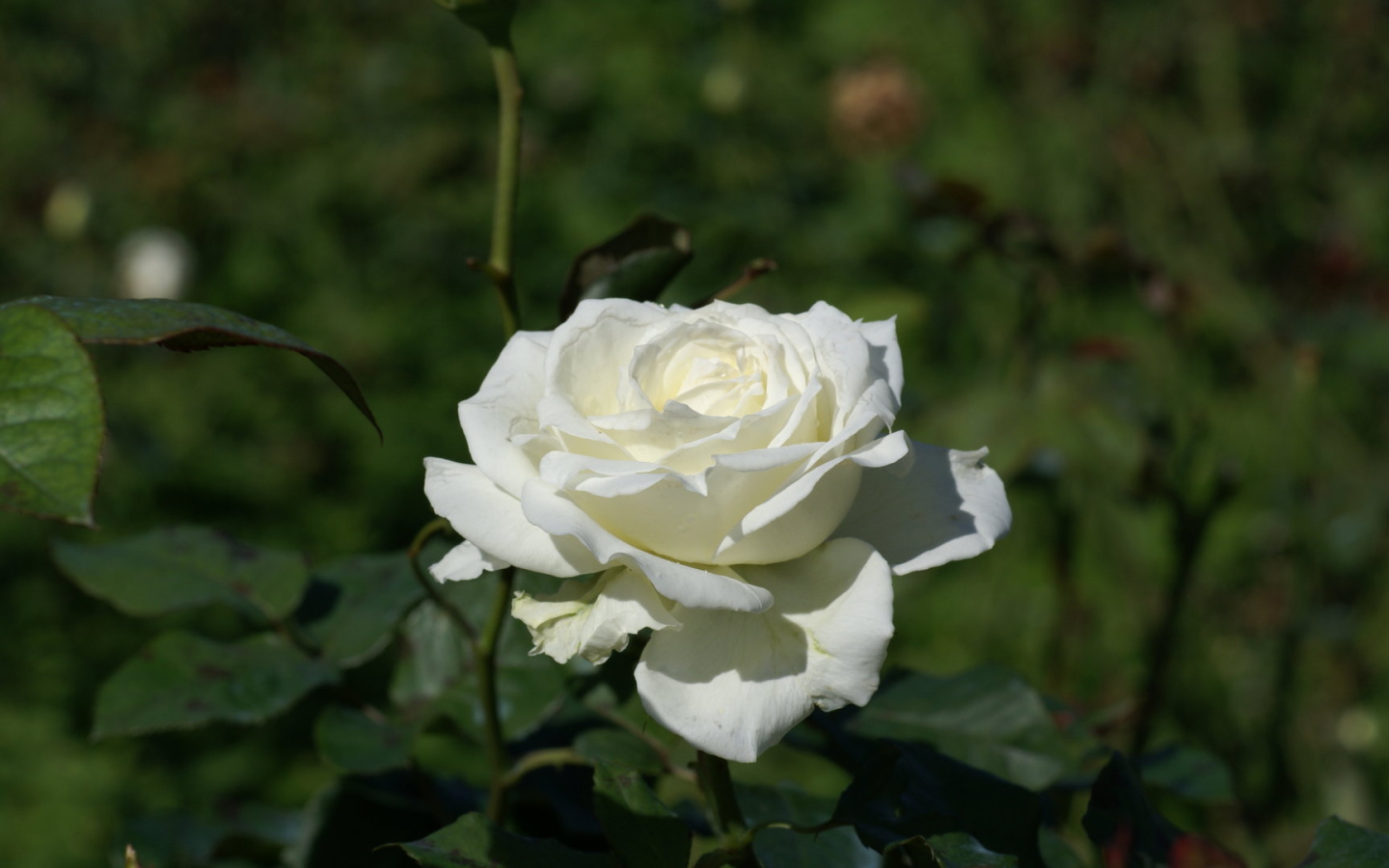 Белая роза распустилась в саду