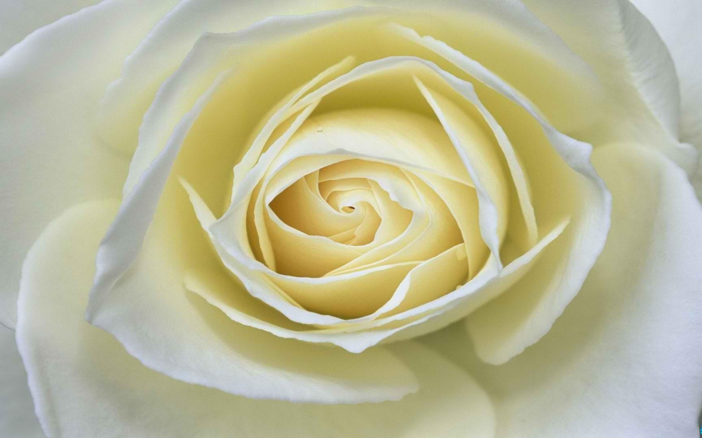 Белая роза крупным планом